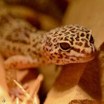 Ein Leopardgecko Anfang Mai 2012 im Terrazoo Rheinberg.