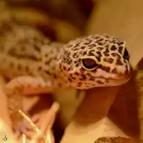 Ein Leopardgecko Anfang Mai 2012 im Terrazoo Rheinberg.