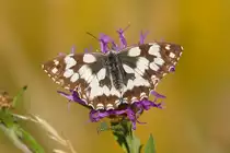 Ein Schachbrettfalter, der Schmetterling des Jahres 2019, entdeckt am 10.07.2019 in Oeffingen in der N�he von Stuttgart.