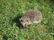 am hellichten Tag unterwegs-Schlafst�rungen ?
Sept.2009