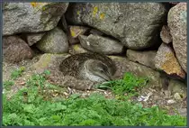 Von April bis Juni br�ten zahlreiche Eiderenten auf den Erbseninseln - unbeeindruckt von menschlichen Besuchern auch gern direkt unter Gartenb�nken oder an Hausmauern. Sie sind aufgrund ihrer Zutraulichkeit die Nationalv�gel der Inselgruppe. (24.04.2019)