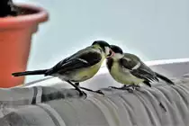 Eine junge Kohlmeise bittet um Futter, und wird gef�ttert. Aufgenommen auf unserem Balkon am 8. Juli 2019