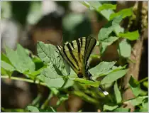 Eine Seitenaufnahme vom Segelfalter, der ein Tagesfalter ist. Dieser hier geh�rt vermutlich noch zur ersten Generation
des Jahres, da die Farben noch kr�ftig zu sehen sind. Ich habe gelesen das bei der zweiten Generation die Farben ausgeblichener sind.
(17.07.2019)