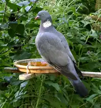 Ringeltaube, besucht regelm��ig unsere Vogeltr�nke am Balkon, Juli 2019