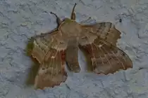   Pappelschw�rmer, aufgenommen in der Unterf�hrung am Bahnhof in Kautenbach.  02.08.2019