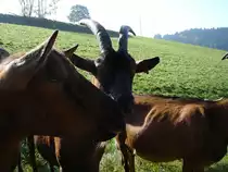typisch Ziegen-immer neugierig,
im Schwarzwald bei Horben,
Okt.2005