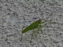 Gr�nes Heupferd Weibchen macht eine kurze Rast an der Mauer unseres Nachbarn. 20.08.2019