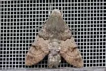 Ein Taubenschw�nzchen einmal in Ruhestellung am Fliegengitter eines Fensters, am fr�hen Morgen des  19.08.2019
(Hans)
