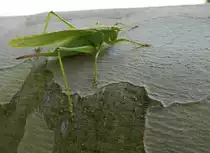 Gr�nes Heupferd, gr��te bei uns vorkommende Heuschreckenart, Aug.2019