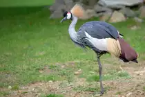 Kronenkranich steht auf einem Bein. - Zoo Rostock 13.09.2019
