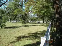 In diesen lichten Eichenw�ldern haben sie weiten Auslauf,
die Lippizaner in Slowenien,
Okt.2004