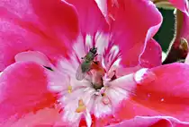 Fliege in einer Bl�te - 07.08.2019