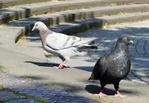 K�lner Stadtauben am Rheinufer in K�ln - 23.06.2019