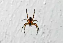 Spinne (evtl. Gartenkreuzspinne) im heimischen Garten - 30.08.2019