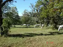 Die ber�hmten Lippizaner in ihrer Heimat Slowenien,
Okt.2004