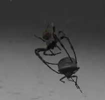 HEIMISCHE SPINNE MIT WANZE ALS BEUTE
Diese heimische Spinnenart,bin nicht sicher,ob Wolfsspinne, Winkelspinne oder Laufspinne hat eine Wanze in ihrem
Netz gefangen,wie sie derzeit sehr h�ufig an Hausw�nden auftauchen...d�rfte eine WINKELSPINNE sein,
der die Flugwanze ihr Netz reichlich demoliert hat....am 20.10.2019