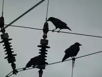 RABENKR�HEN AUF DB-OBERLEITUNGSDR�HTEN

F�r Menschen absolut t�dlich,f�r Rabenkr�hen allt�glicher Rastplatz auf Oberleitungsdr�hten der DB-
im HBF SIEGEN am 15.10.2019...