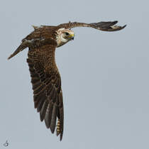 Ein fliegender Falke whrend einer Greifvogel-Show auf der Burgruine Landskron. (Villach, August 2019)
