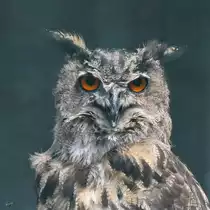 Ein Europ�ischer Uhu in der Adlerarena auf der Burgruine Landskron. (Villach, August 2019)