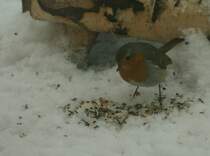 Dieses Rotkehlchen studiert den Mittagstisch.
(13.01.2010)