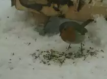 Dieses Rotkehlchen studiert den Mittagstisch.
(13.01.2010)