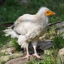 Ein Schmutzgeier in der Adlerarena auf der Burgruine Landskron. (Villach, August 2019)
