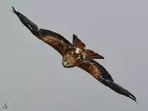 Ein Milan �ber der Adlerarena auf der Burgruine Landskron. (Villach, August 2019)