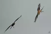 Milane �ber der Adlerarena auf der Burgruine Landskron. (Villach, August 2019)