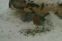  Werde ich beobachtet? , scheint sich dieses Rotkehlchen zu fragen.
(13.01.2010)