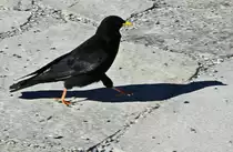 Alpendohle mit Schatten in der Sonne am 14. Oktober 2019 auf den Gornergrat, ein Berggrat auf einer H�he von 3135 m �. M.