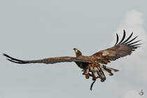 Ein startender Adler in der Nhe der Burgruine Landskron. (Villach, August 2019)