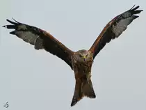 Ein Milan �ber der Adlerarena auf der Burgruine Landskron. (Villach, August 2019)