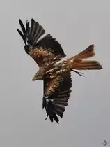 Ein Milan �ber der Adlerarena auf der Burgruine Landskron. (Villach, August 2019)