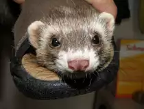 Kleine  Daisy,  mal  eben  in  einem  Latschen reingekrochen ............!!!

Frettchen sind  RAUBTIERE  !!!!!