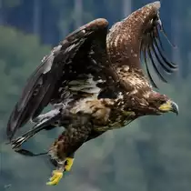 Ein Adler in der N�he der Burgruine Landskron. (Villach, August 2019)