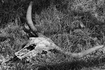 �berreste eines Rindes auf der Burgruine Landskron. (Villach, August 2019)