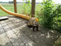 Unser   Frettchen  FELIX    im  Aussengehege ,  da  f�hlt  er  sich  wohl  !!!