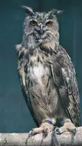 Ein Europ�ischer Uhu in der Adlerarena auf der Burgruine Landskron. (Villach, August 2019)
