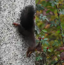 EICHH�RNCHEN-KOPFUNTER DIE HAUSWAND RUNTER
Bildsch�nes Eichh�rnchen-Exemplar kopfunter an der Hauswand eines alten Bahnhofsgeb�udes in
HERDORF/KREIS AK...am 7.11.2019