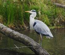 GRAUREIHER(FISCHREIHER) AUF BEUTESUCHE
Den ganzen Uferbereich des Weihers in NIEDERSCHELDEN/SIEGERLAND hatte dieser GRAUREIHER am 22.11.2019
fr sich alleine und konnte ungestrt auf Beute warten.....