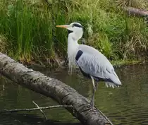 GRAUREIHER(FISCHREIHER) AUF BEUTESUCHE
Den ganzen Uferbereich des Weihers in NIEDERSCHELDEN/SIEGERLAND hatte dieser GRAUREIHER am 22.11.2019
f�r sich alleine und konnte ungest�rt auf Beute warten.....