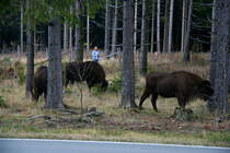 Eine freilaufende Wisent-Herde im Rothaargebirge; 09.11.2019