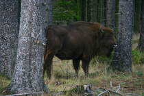 Ein freilaufender Wisent im Rothaargebirge.