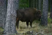 Ein freilaufender Wisent im Rothaargebirge.