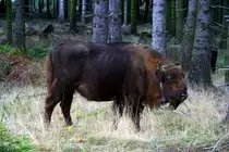 Ein besenderter Wisent im Rothaargebirge.