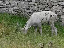 Ein wei�er Hirsch auf Nahrungssuche. (Wildpark Rosegg, August 2019)
