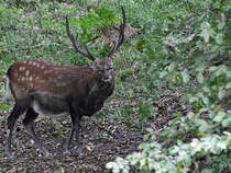 Ein Sikahirsch Ende August 2019 im Wildpark Rosegg.