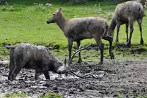 Milus genie�en ihr Schlammbad. (Wildpark Rosegg, August 2019)
