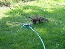 DAISY  am  Wasserschlauch ,  sie  liebt  es  mit  Wasser  zu  spielen .
Daisy  ist  under  jngstes  FRETTCHEN  .

Frettchen  sind   Raubziere  !!!