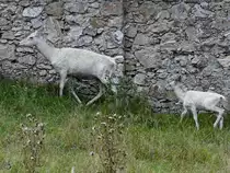 Eine wei�e Hirschkuh mit Nachwuchs. (Wildpark Rosegg, August 2019)
